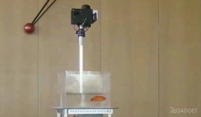 Золотых рыбок научили управлять наземными машинами