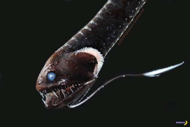 Обнаружена невиданная ультра-черная рыба