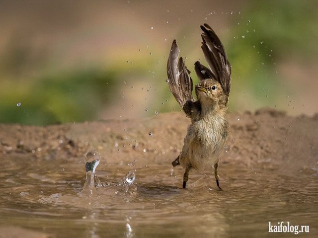 Лучшие фото National Geographic 2015 (75 фото)