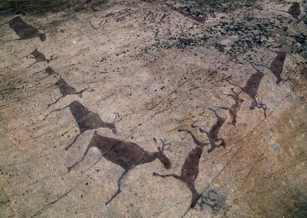 Северный олень – на живца