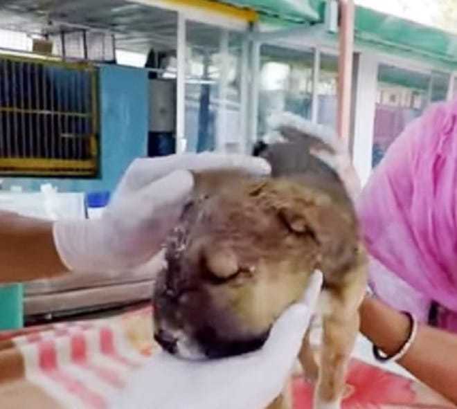 Щенок на осмотре