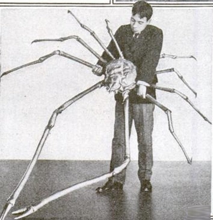 И если вы думаете, что гиганты вымерли и вас уже ничем не удивить, то... Знакомьтесь японский краб-паук: интересно, наука, окаменелости, палеонтология