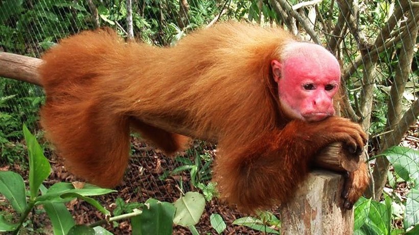 7 самых незаурядных приматов на Земле