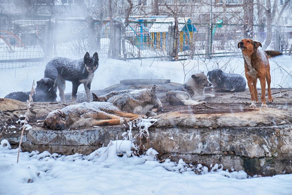 Собака зимой на улице. Бездомные животные зимой. Бездомные животные мерзнут. Бездомные животные на улице зимой. Бездомные собаки на улице зима.