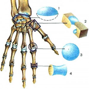 Лечение коленного сустава желатином отзывы thumbnail