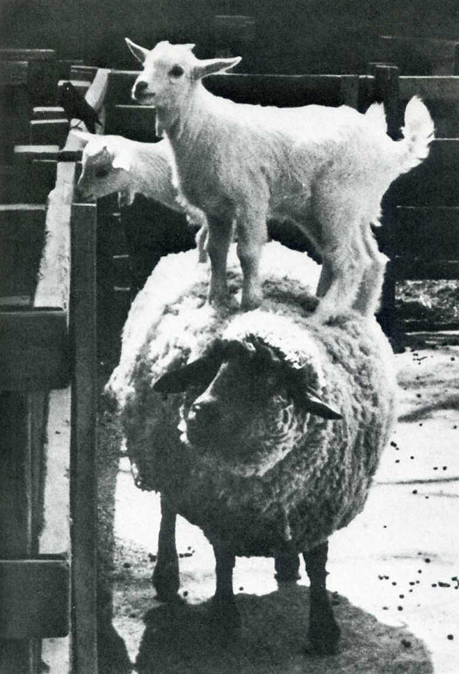 Лови момент истории: 35 самых удачных фото, украшавших журнал LIFE 