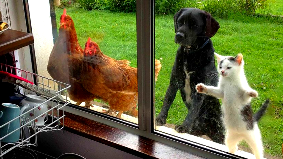 "А Виталик погулять выйдет?" ЕЩЕ фото --->>