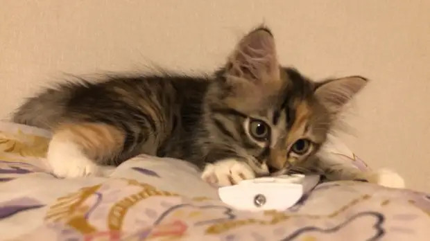 О чём нужно подумать, прежде чем заводить котёнка? Делимся 7 моментами