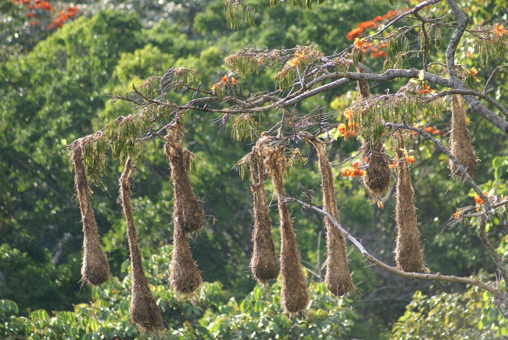 oropendola nests