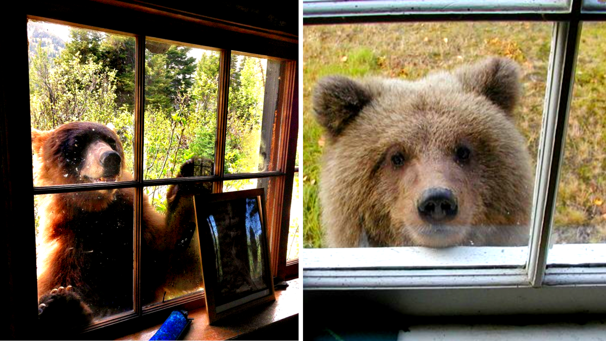 "Тэкс, что тут у нас?!". К человеческому жилищу дикого медведя может привести вовсе не познавательное любопыство, а еще и интерес к еде. ЕЩЕ фото --->>