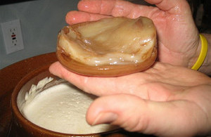 Чайный гриб: как правильно вырастить дома с нуля Чайный гриб: как правильно вырастить дома с нуля сделай сам