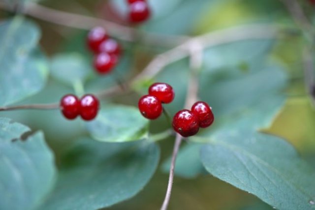 Декоративная жимолость: размножение, выращивание, 15 лучших видов и сортов дача,ландшафтный дизайн,сад и огород,садоводство