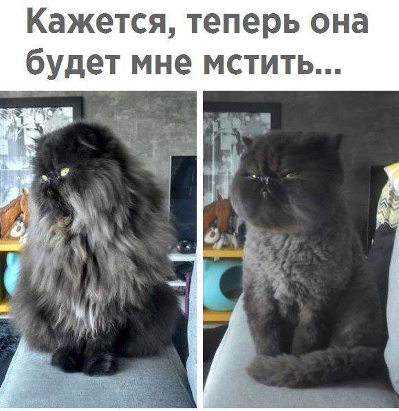 Картинки для вашего отличного настроения картинки