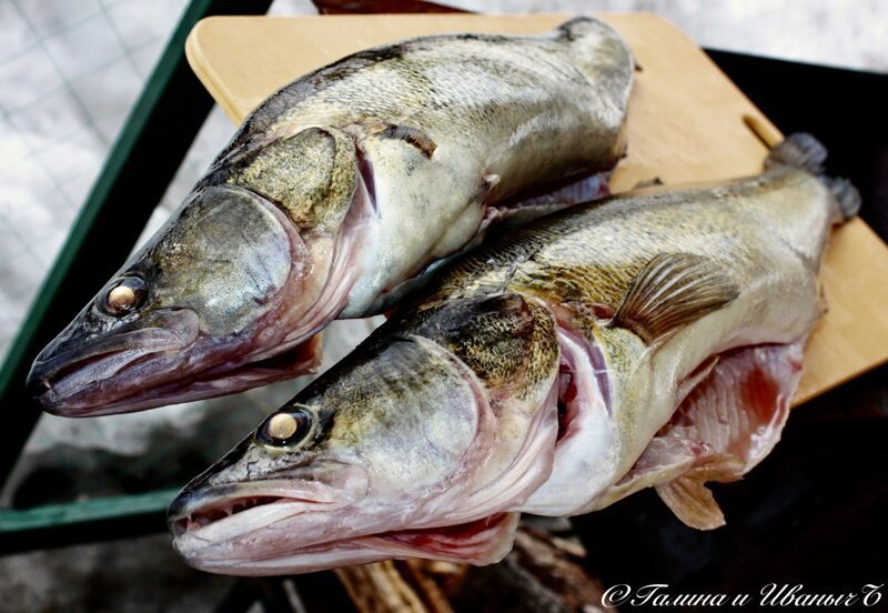 Судаки копчёные Судаки копчёные