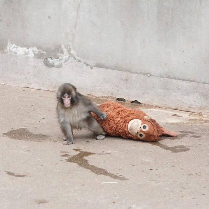 Впервые познал живые объятия и первый раз постоял за себя: новости про обезьянку Панча, за которой следит весь мир Панча, зоопарка, малыша, игрушку, чтобы, только, обезьянки, теперь, Панчу, стали, обезьян, которые, точно, долларов, макака, своих, более, своей, матерей, обезьяна