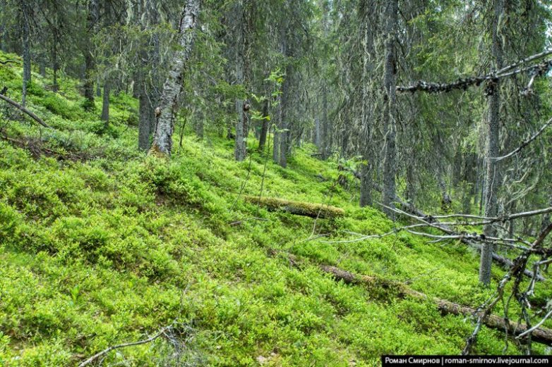 Северная сказка: заповедная Карелия Северная сказка: заповедная Карелия