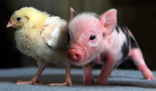 Mini Pigs 4