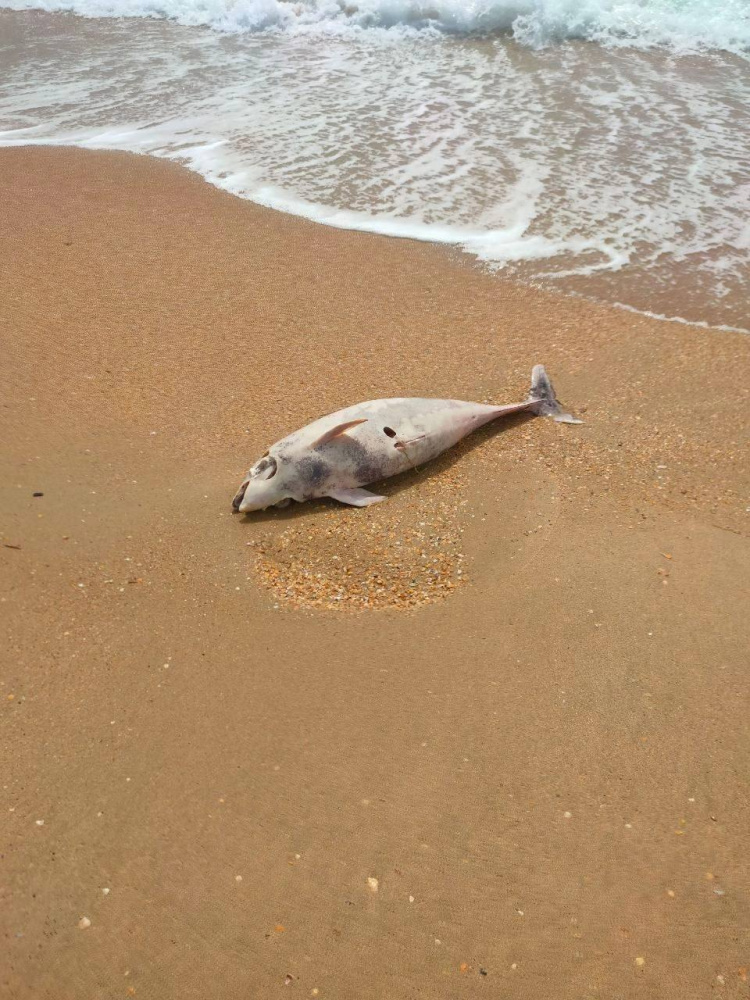 Прокуратура начала проверку по факту гибели дельфинов на берегу Черного моря