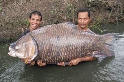 Самый большой карп водится в Таиланде