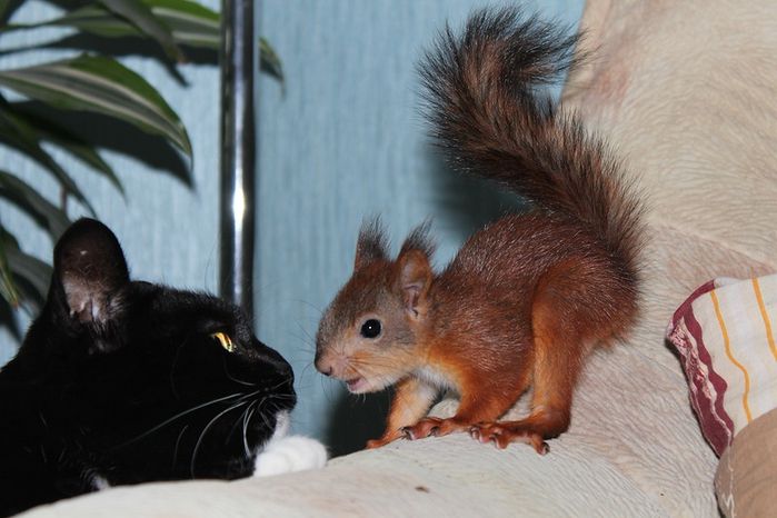 Животные, белка, позитив