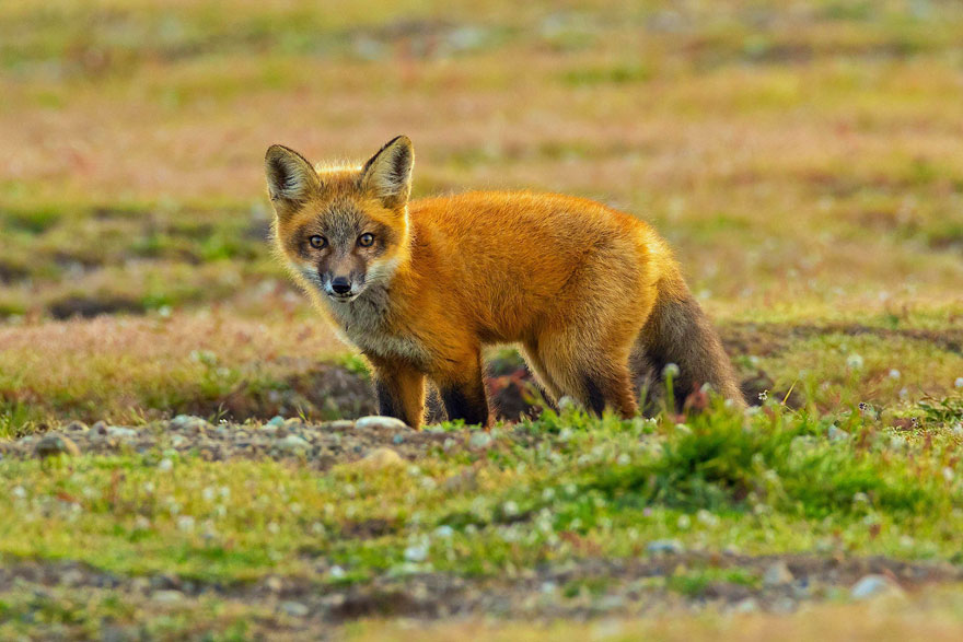 wildlife-photography-eagle-fox-fighting-over-rabbit-kevin-ebi-9-5b0661f5347b7__880.jpg