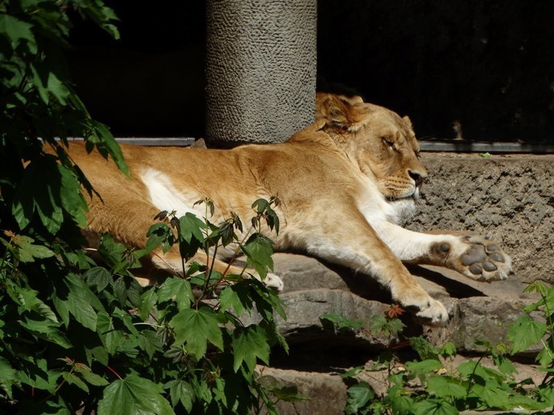 Королевский зоопарк Амстердама Королевский зоопарк Амстердама зоопарк, путешествия, факты, фото