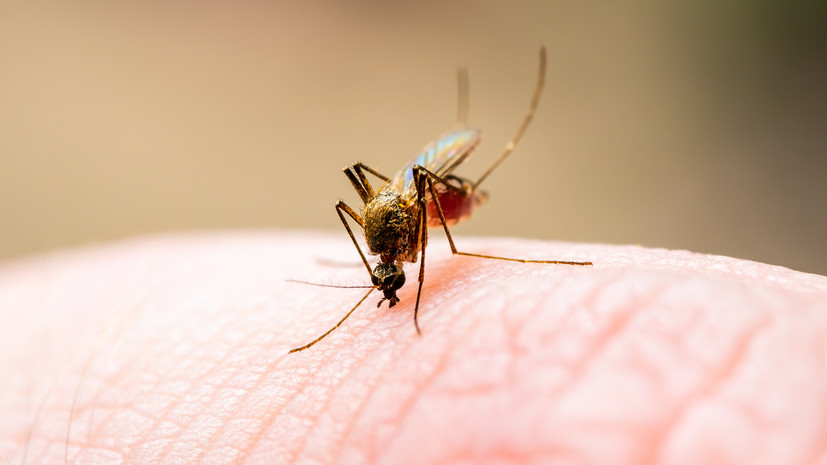 Биолог Удавлиев рассказал об эффективных средствах защиты от комаров