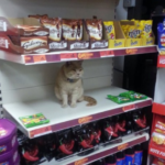 Кот снова появился в магазине