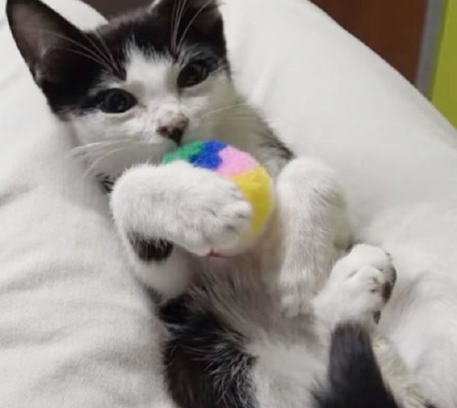 Котенок с игрушкой