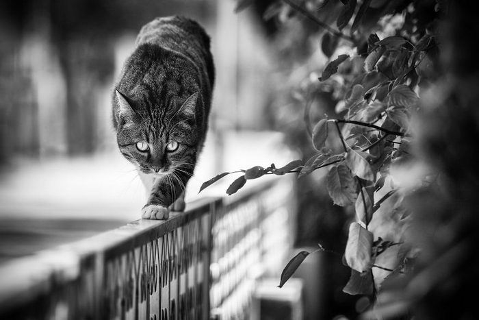 Кошки, которые сидят в неудобных местах: фотопроект Sabrina Boem Уютная подборка любимых питомцев