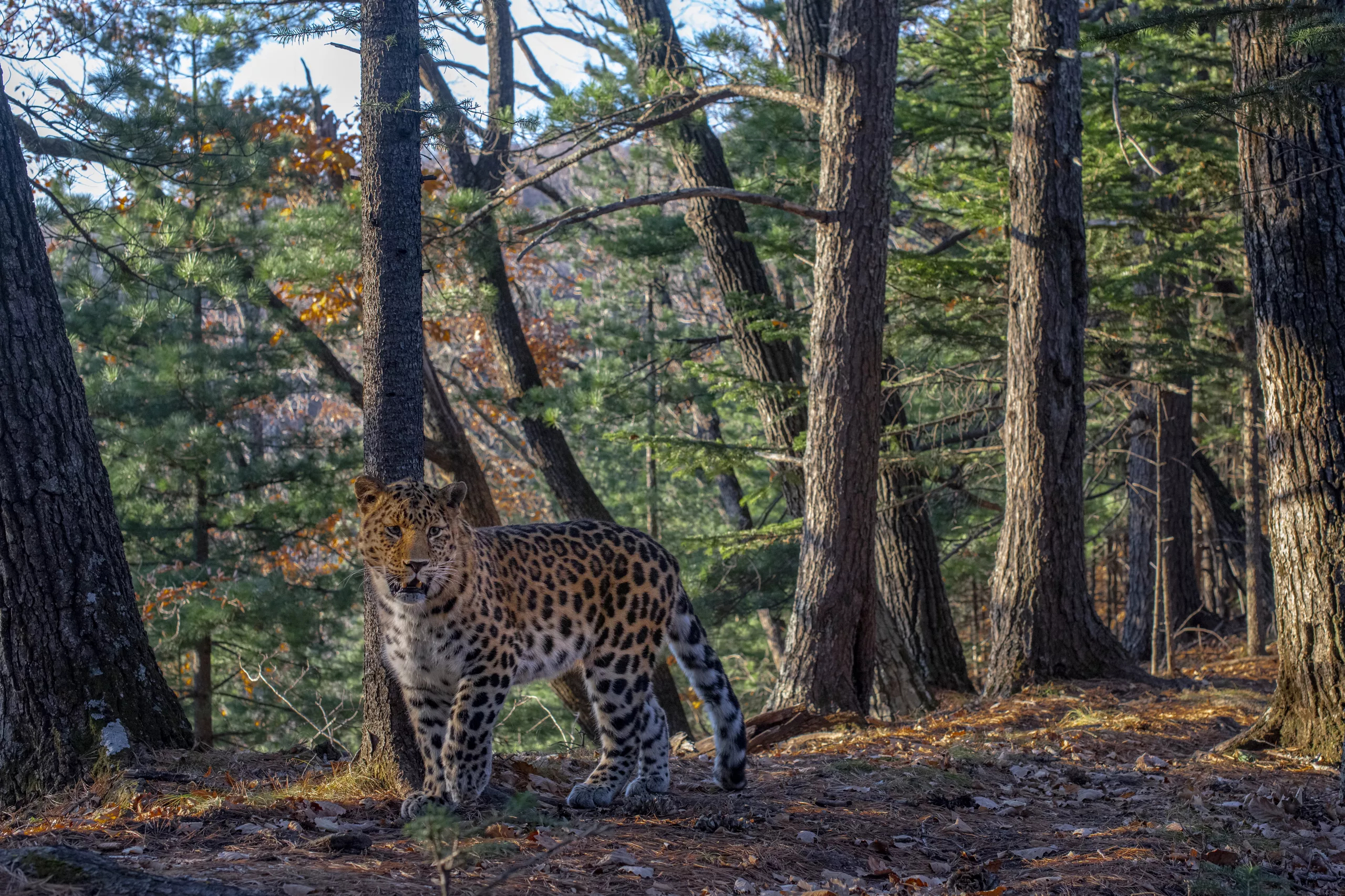 Неуловимый леопард попал в объектив знаменитого фотографа