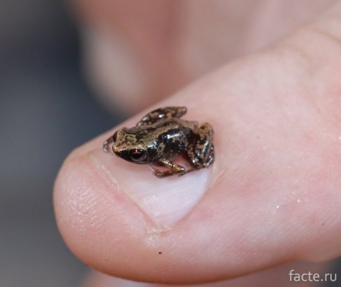 Самые маленькие животные в мире