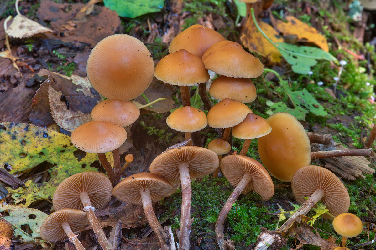 Топ-5 самых ядовитых грибов в России более, приводит, грибов, ошибке, всего, гибели, аманитотоксинов, можно, запахом, гриба, который, обладает, опасных, шапки, образом, отравление, галериной, свинушки, антиген, течение