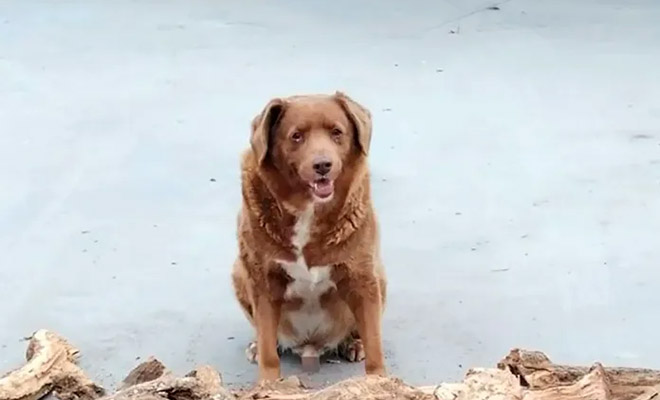 Португальцы нашли самую старую собаку всех времен. Она бегает как молодой щенок: видео