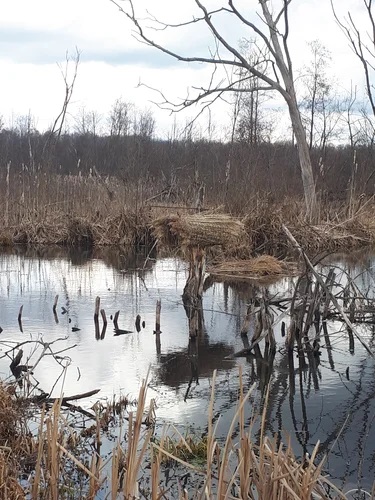 Гнезда для уток. Опыт специалистов