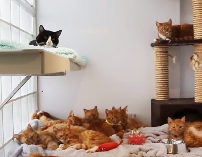 Коты в доме