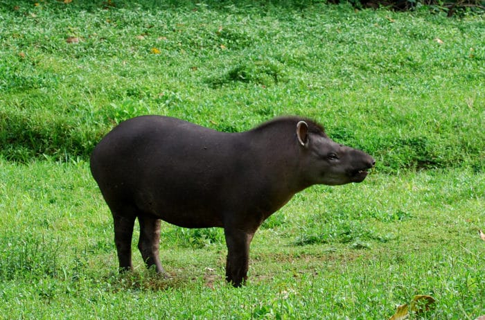 Равнинный тапир (Tapirus terrestris) фото