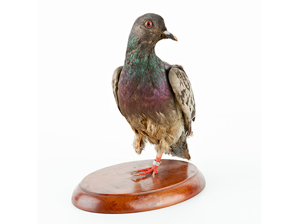 Раскрыт пол голубя-спасителя из потерянного батальона Первой мировой войны Раскрыт пол голубя-спасителя из потерянного батальона Первой мировой войны история