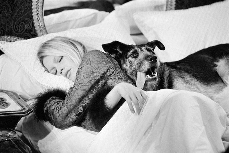 1. Брижит Бардо с собакой на съемках фильма «Послушницы», 1970 актер, в мире, знаменитости, люди, певец, фото, фотография