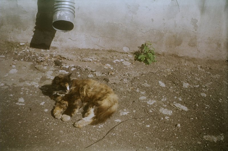 Очень колоритные уличные коты город, кот, кошка, улица, уличные кошки, эстетика
