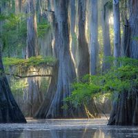 Фантастические кипарисы на озере Каддо, создающие иллюзию потустороннего мира природа,Путешествия,фото