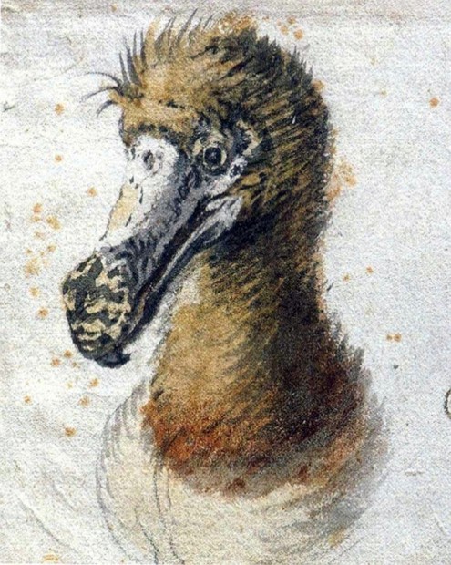 Дронты (лат. Raphidae) (англ. Dodo)