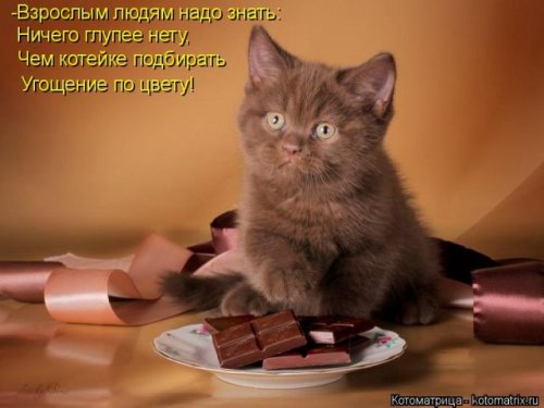 Новая котоматрица (36 фото)