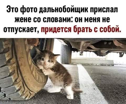 Возможно, это изображение (1 человек, кот и текст «это фото дальнобойщик прислал жене co словами: он меня не отпускает, придется брать с собой.»)