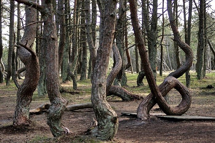 Деревья, пустившиеся в пляс. /Фото: pikabu.ru