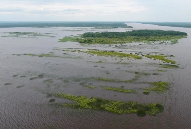 Рыбинское водохранилище остров. Плавучие острова Рыбинское водохранилище. Святовский мох остров. Остров Святовский мох на Рыбинском водохранилище. Святовский мох Рыбинское водохранилище.