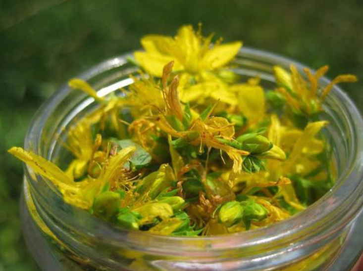 Диффузный токсический зоб: вырос размером с яйцо, но травник простым рецептом спас!