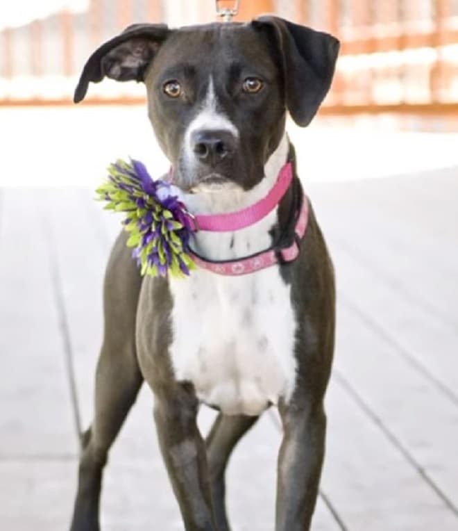 Собака стоит