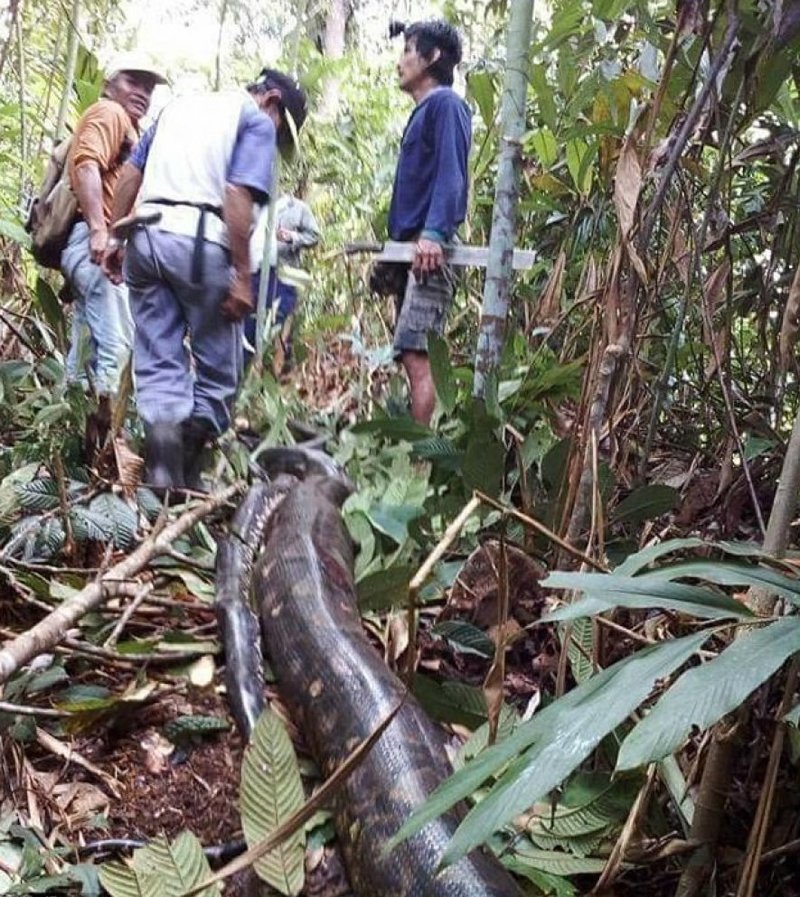 Как голодные жители Борнео убили и съели 6-метровую самку питона вместе с её любовником Борнео, еда, животные, змея, малайзия, питон, природа