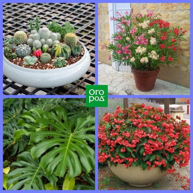 Какие комнатные растения соответствуют вашему знаку Зодиака Какие комнатные растения соответствуют вашему знаку Зодиака домашний досуг,комнатные растения